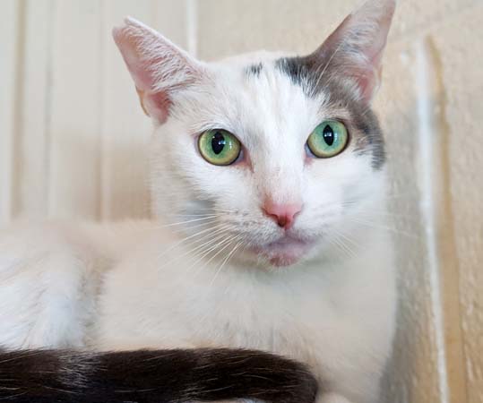 Pet of the Week